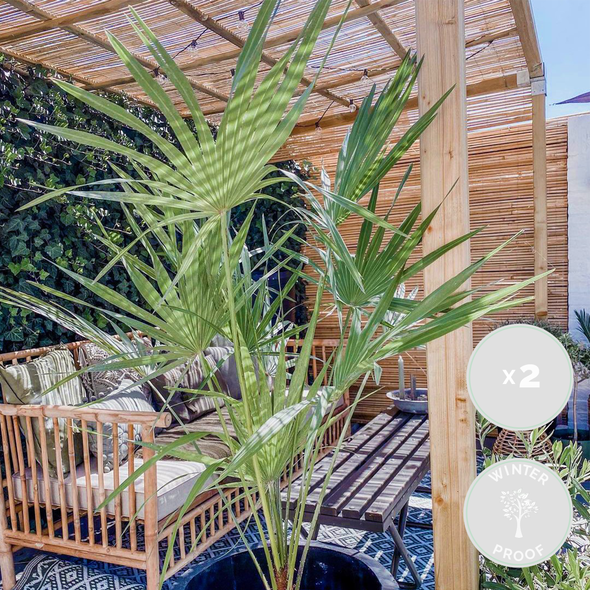 2x chamaerops 'humilis' – palmier nain européen – rustique – ⌀19 cm - ↕50-65 cm