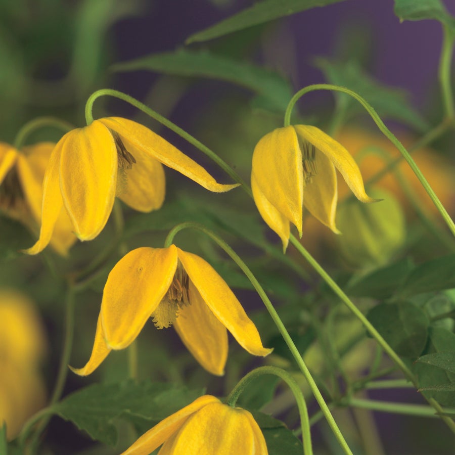 Bosrank (Clematis tangutica) D 16 H 75 cm