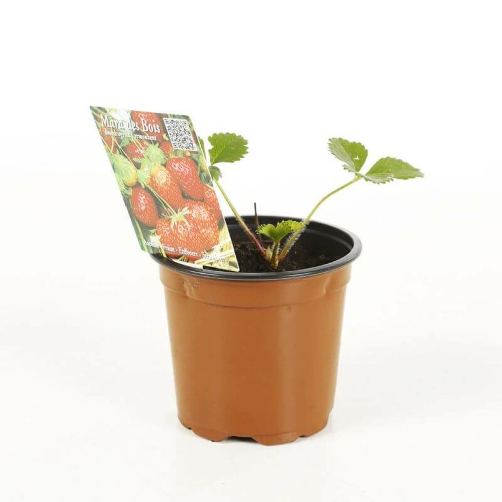 Fraisier 'mara des bois' - pot 10,5cm