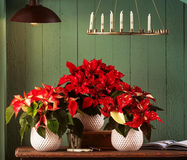 Weihnachtsstern - Euphorbia pulcherrima