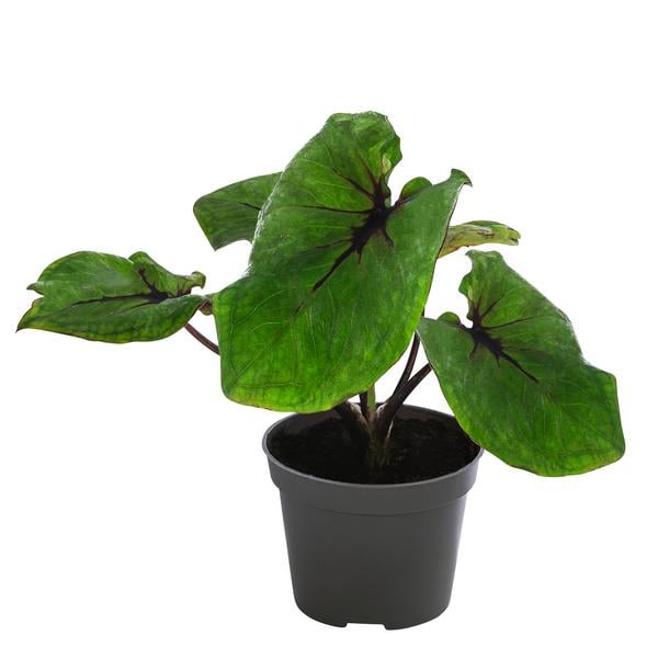 Buntwurz - Caladium bicolor Hybriden 'Selma'