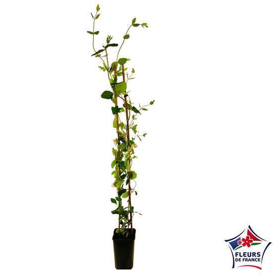 Lonicera Goldflame : ctr de 3 Litres