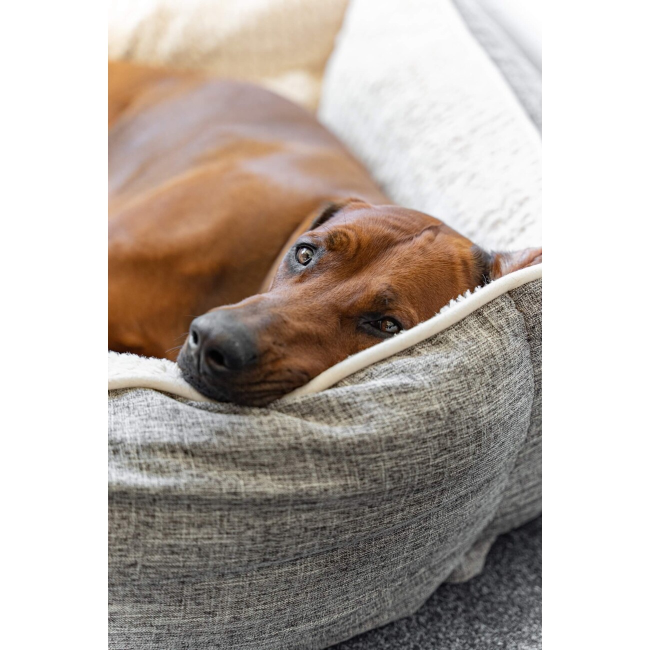 TrendPet VitaBed Classic orthopädisches Hundebett beige S