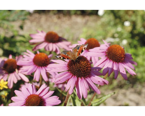 Zonnehoed MIX FloraSelf Echinacea purpurea H 10-30 cm Co 3 L diverse soorten