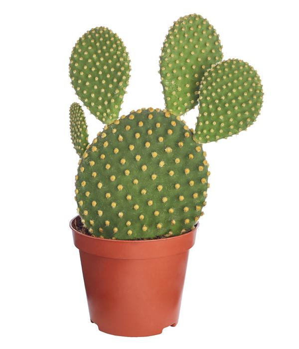Hasenohr-Kaktus - Opuntia microdasys,