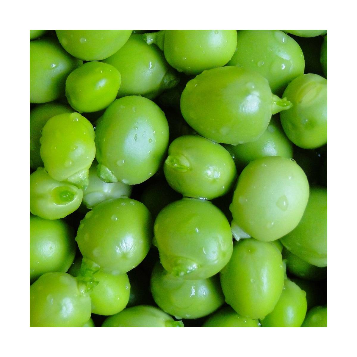 Graines de pois a rame grain rond roi des conserves/pisum sativum a rame grain rond roi des conserves[-]sachet de 15 gr.