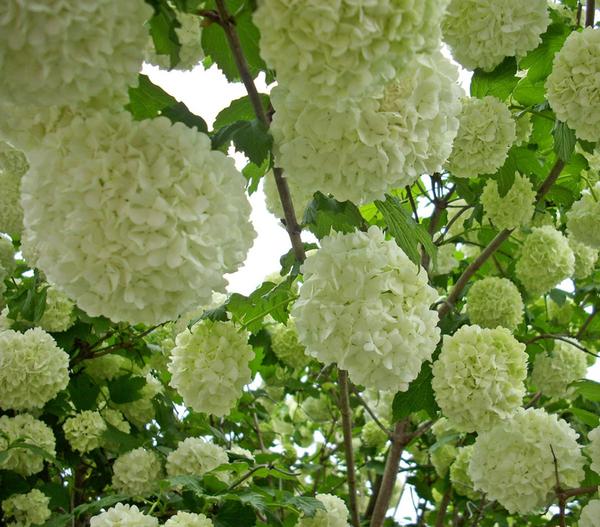 Gefüllter Schneeball 'Roseum'