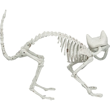 Halloween dyreskelet 23 cm - Hund eller kat - assorteret