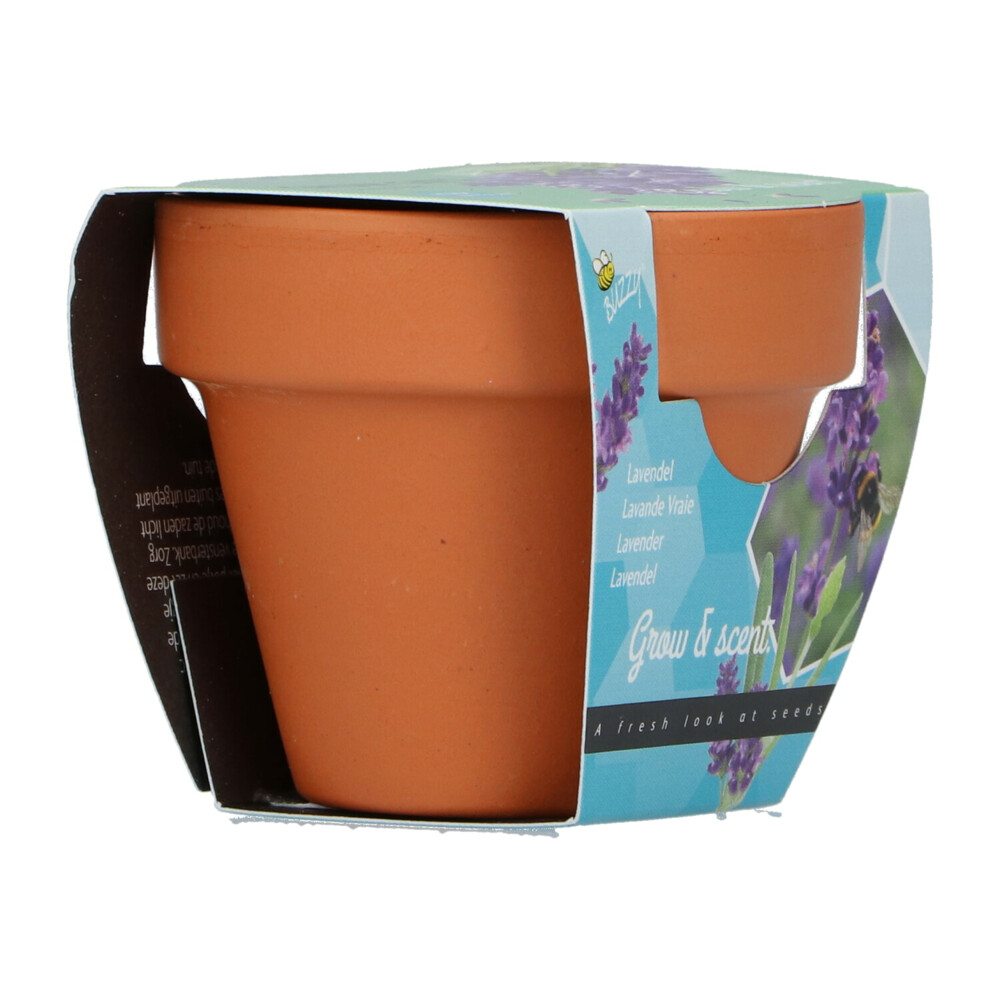 Buzzy Groeicadeautje Lavendel