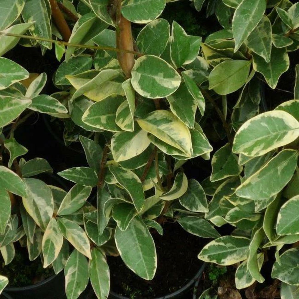 Jasmin étoilé 'variegatum' - trachelospermum jasminoides 3l