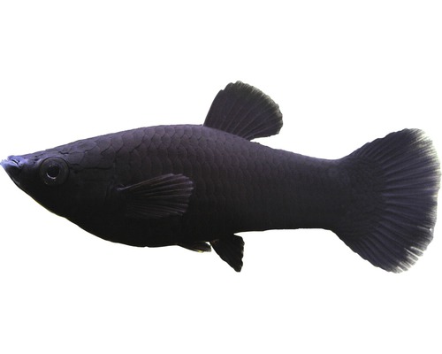 Vis Zwarte Molly - Poecilia sphenops