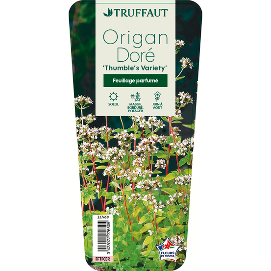 Plants d'origan : godet vert