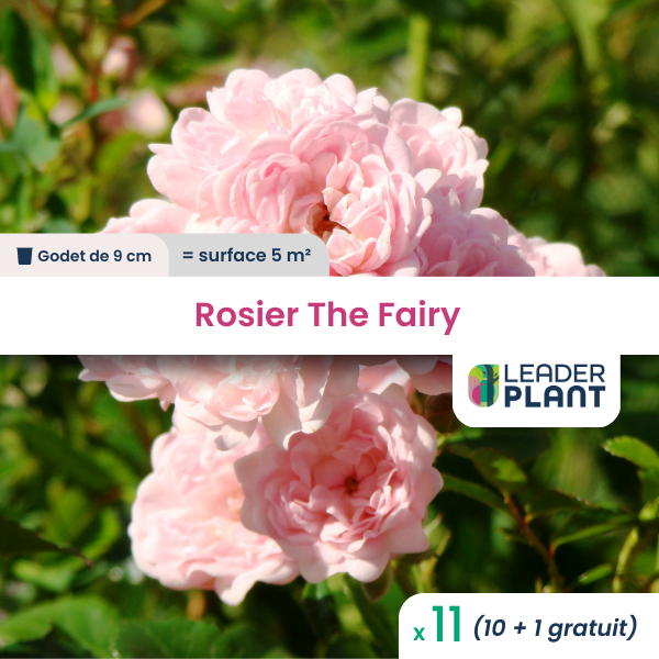 11 x rosier paysager the fairy en godet