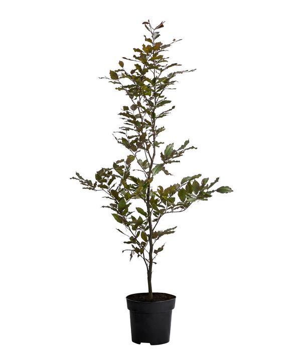 Blutbuche 'Purpurea'