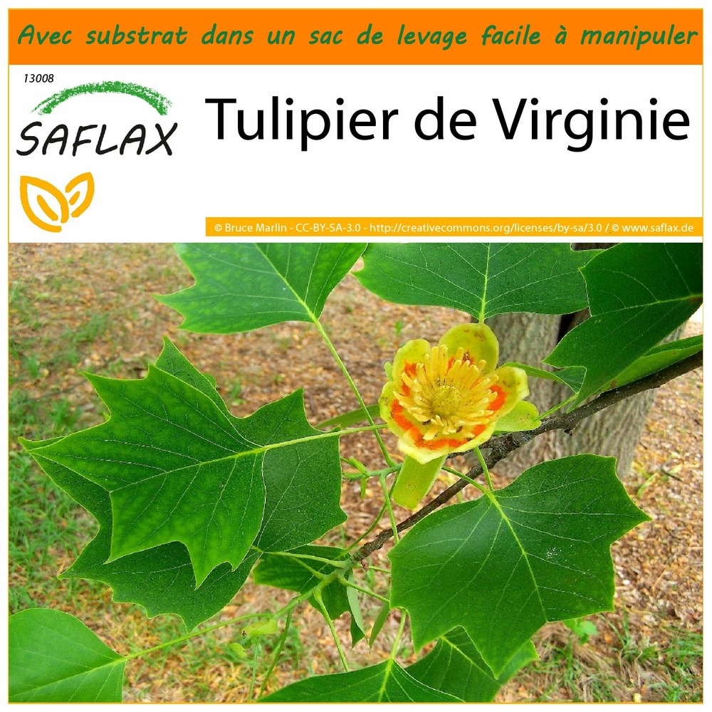 Jardin dans le sac - tulipier de virginie - 20 graines - liriodendron tulipifera