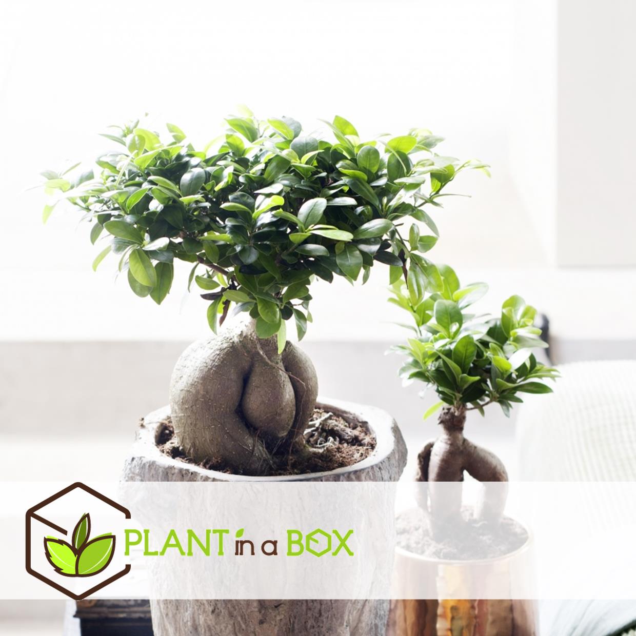 Bonsai ficus ginseng - set de 4 - pot 12cm - hauteur 30-40cm