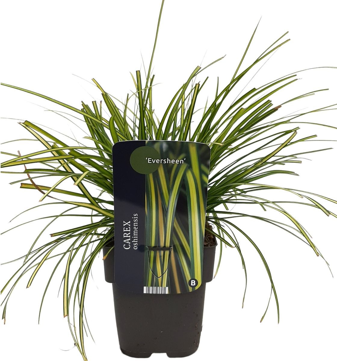 Zegge (Carex oshimensis 'Eversheen') D 17 H 35 cm