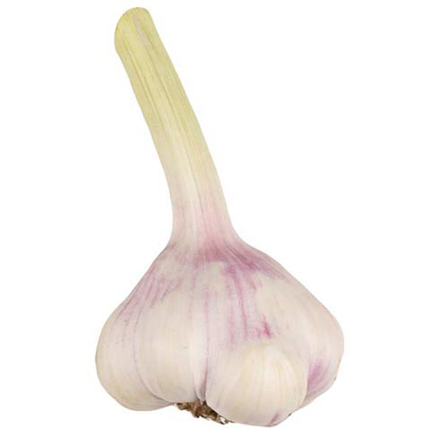 Knoblauch frisch 1 Stück -