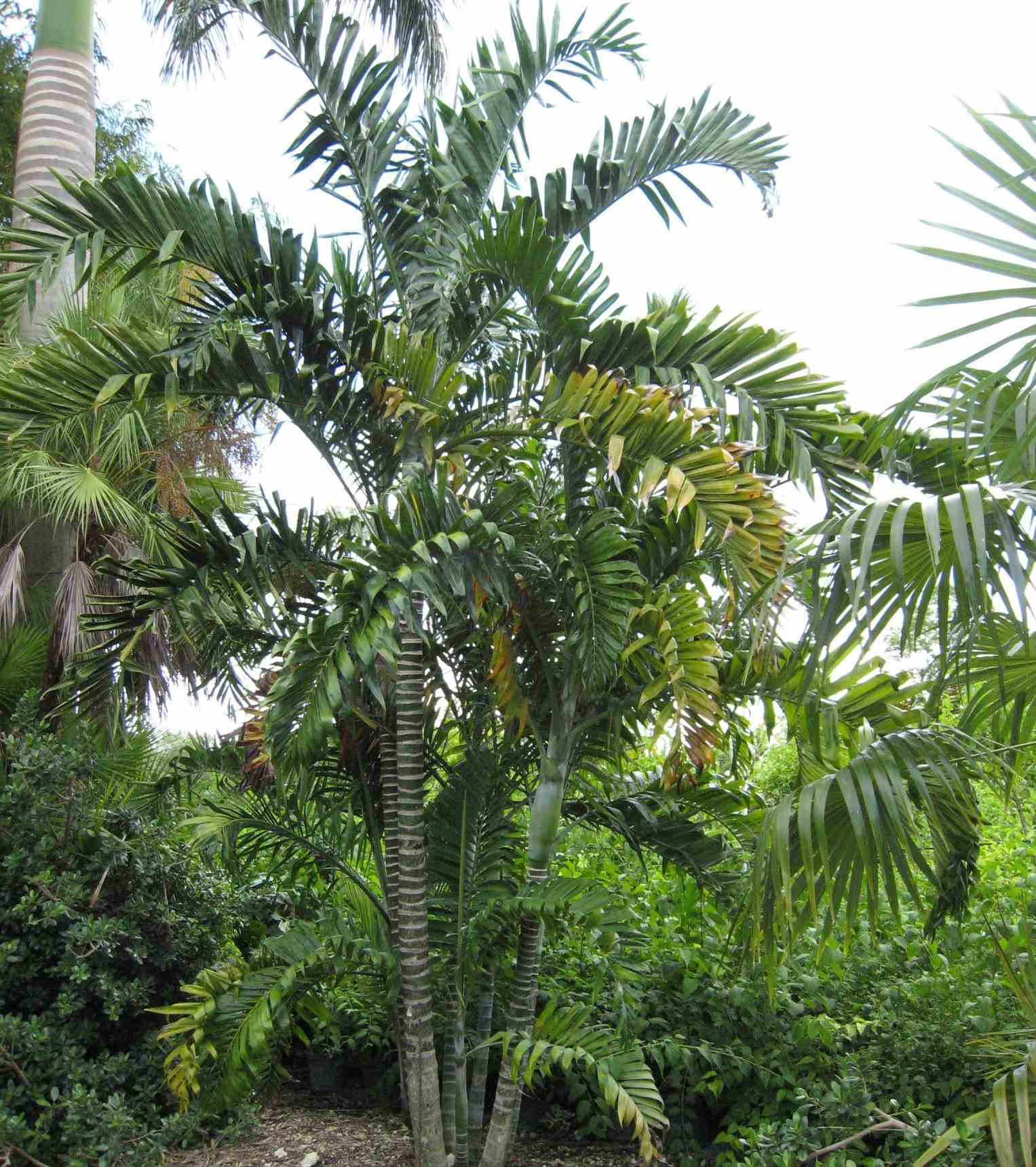 Dypsis lanceolata taille pot de 2 litres - 20/40 cm - vert
