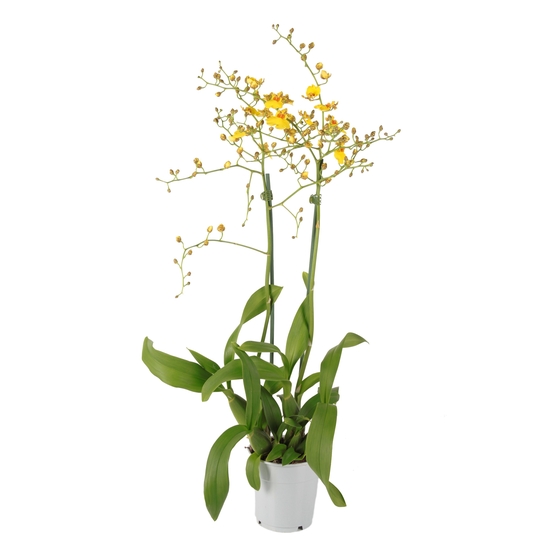 Orchidée oncidium 'Munsterland Stern' 2 tiges H50cm_ pot D12cm