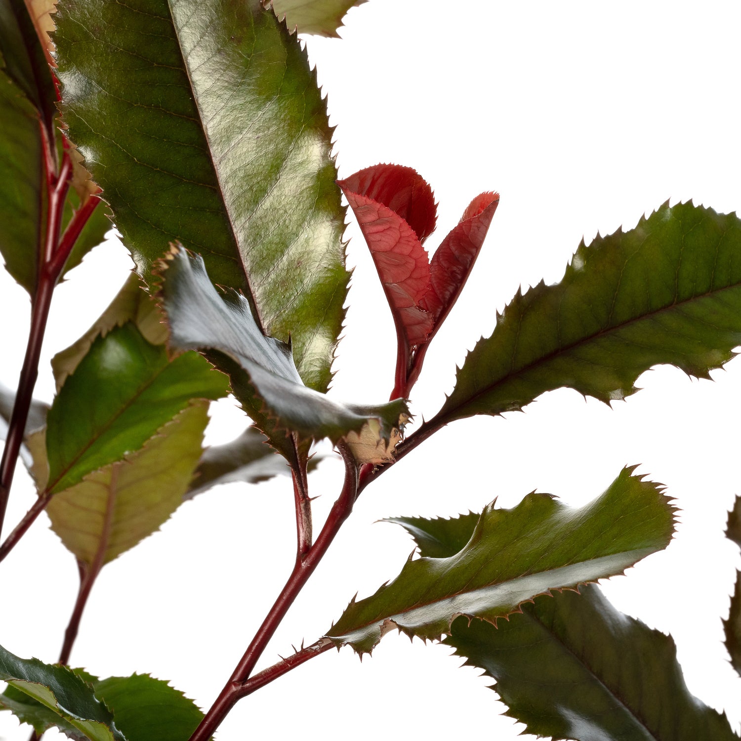 Glansmispel (Photinia x fraseri 'Magical Vulcano') D 19 H 50 cm