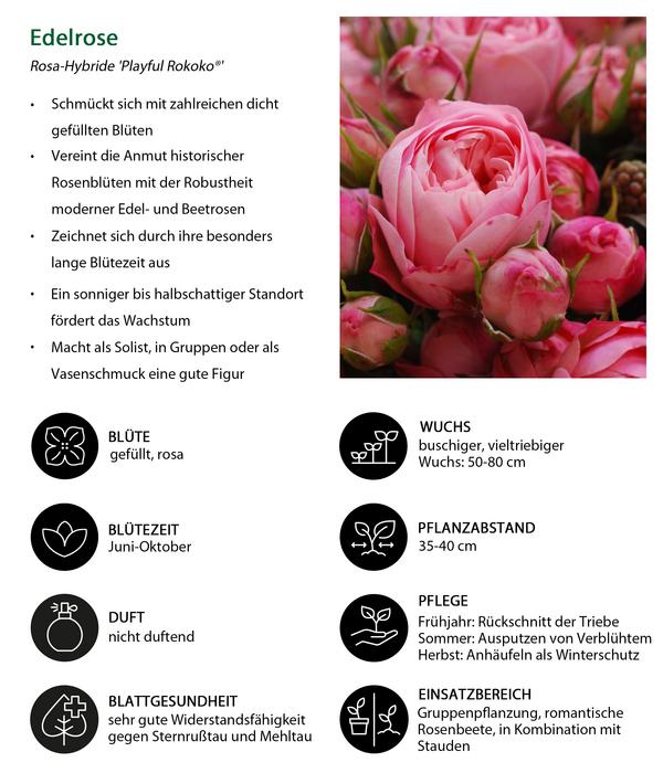 Noblesse® Spray-Rose 'Playful Rokoko®'