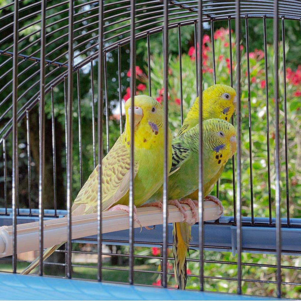 Ferplast cage pour canaris et autres petits oiseaux exotiques palladio 4, design élégant avec toit panoramique, accessoires et