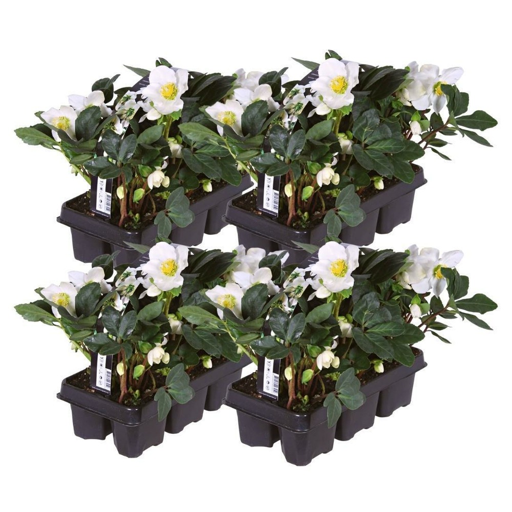 Helleborus niger 'christmas carol' - lot de 24