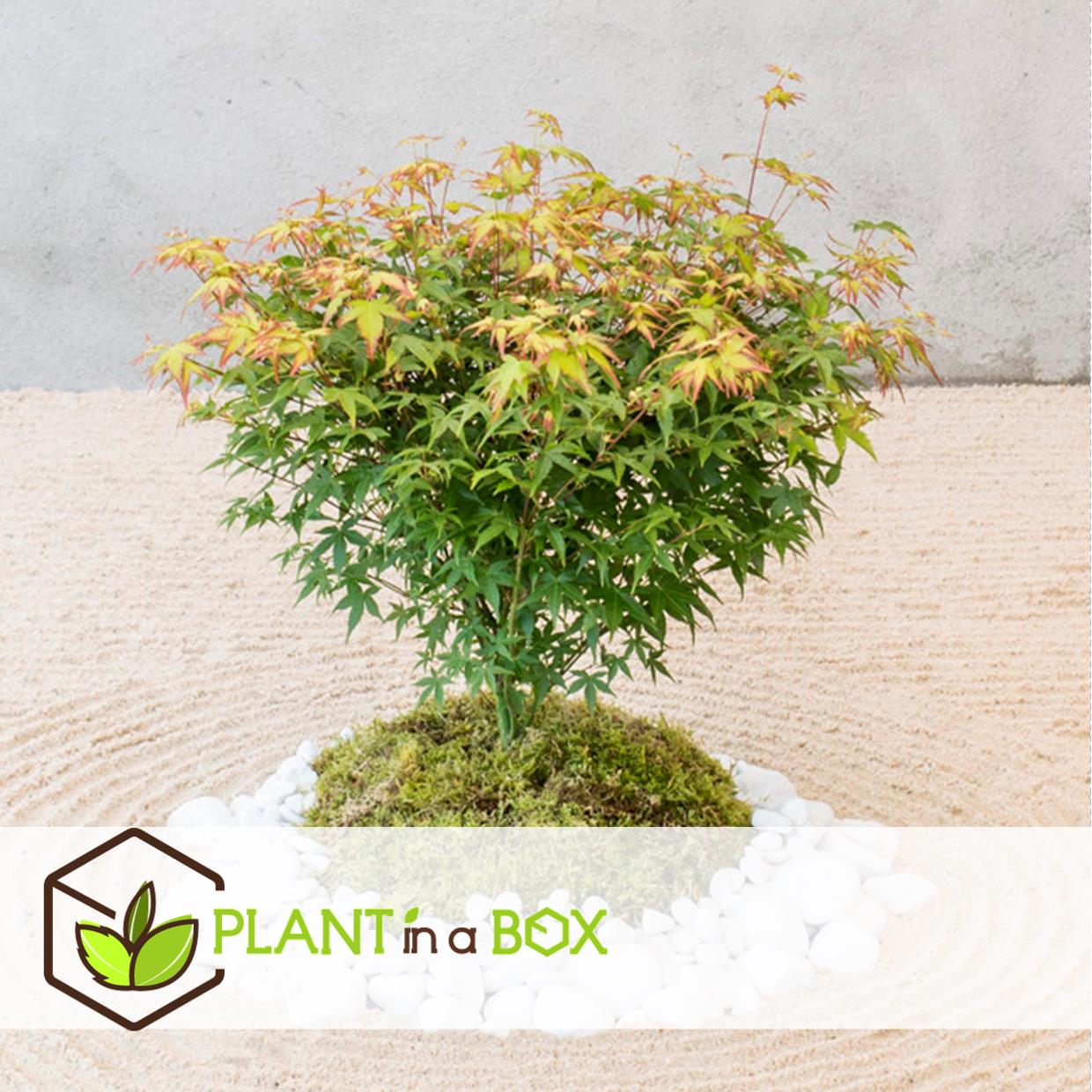 Acer palmatum 'little princess' - lot de 2 - erable - pot 19cm - hauteur 45-55cm