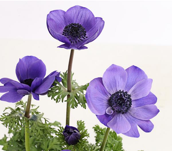 Kronen-Anemone