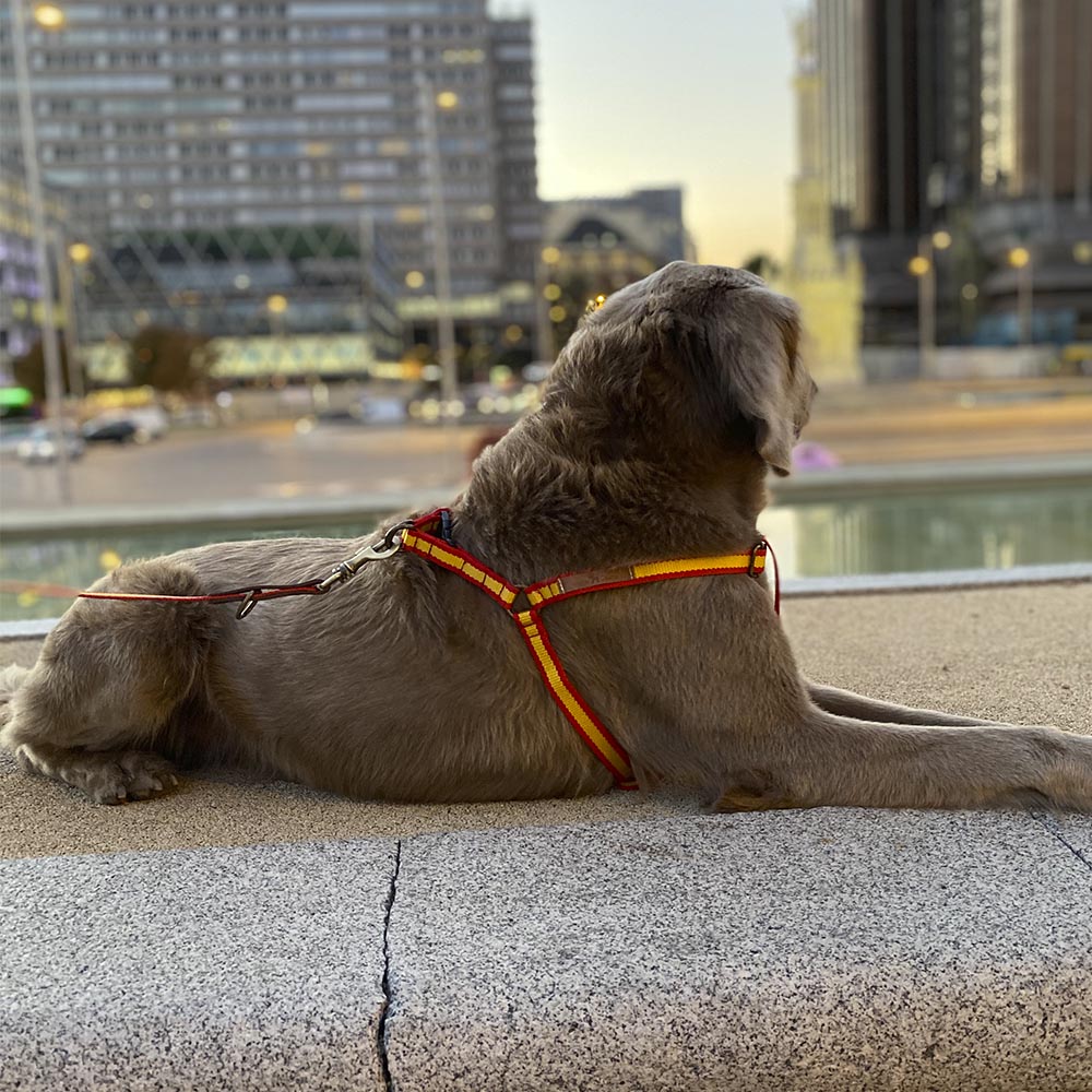 Coleira Barking Gaucho, feita à mão na Espanha, para cães.