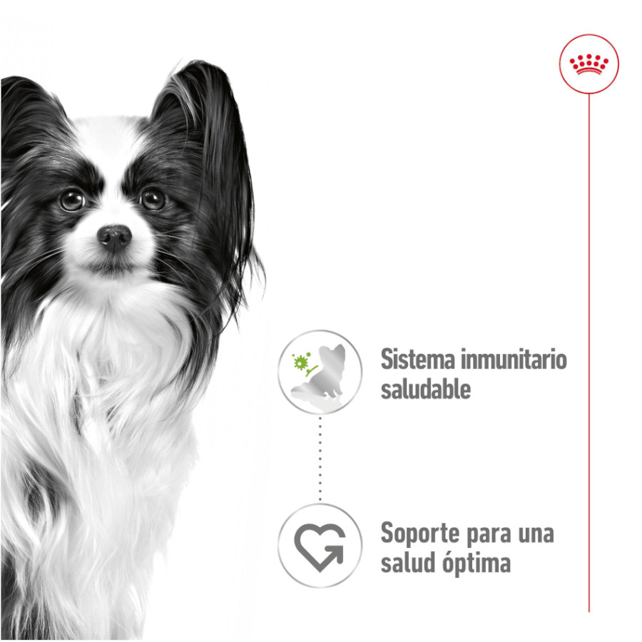 Sachês Royal Canin X-Small Adult em molho para cães