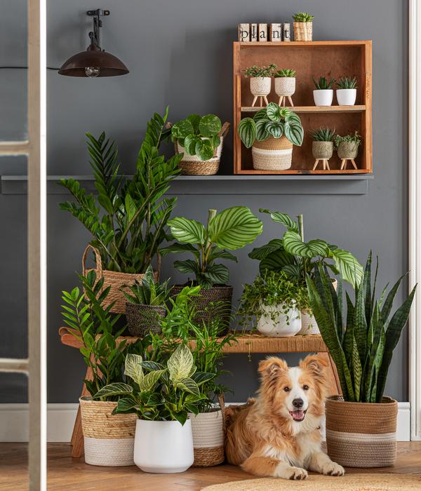 Glücksfeder - Zamioculcas zamiifolia