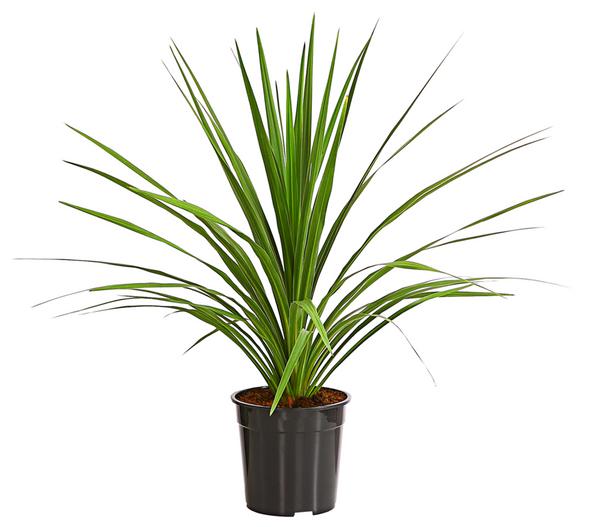 Keulenlilie - Cordyline australis