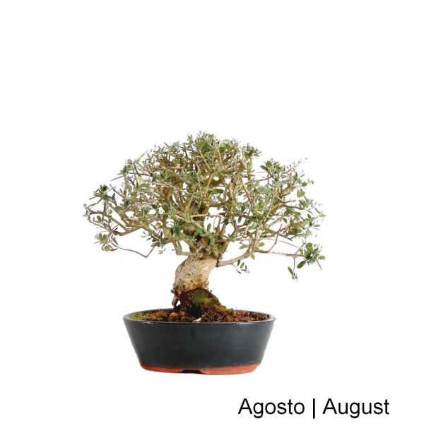 Luso Bonsai Zambujeiro - Oliveira Brava - Bonsai de 20 Anos - 60841A