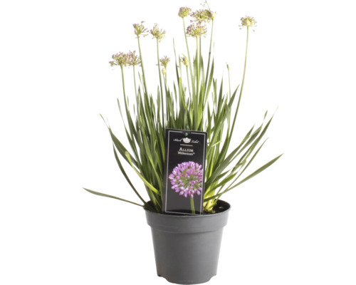 Sierui FloraSelf Allium 'Millenium' Co 3 L