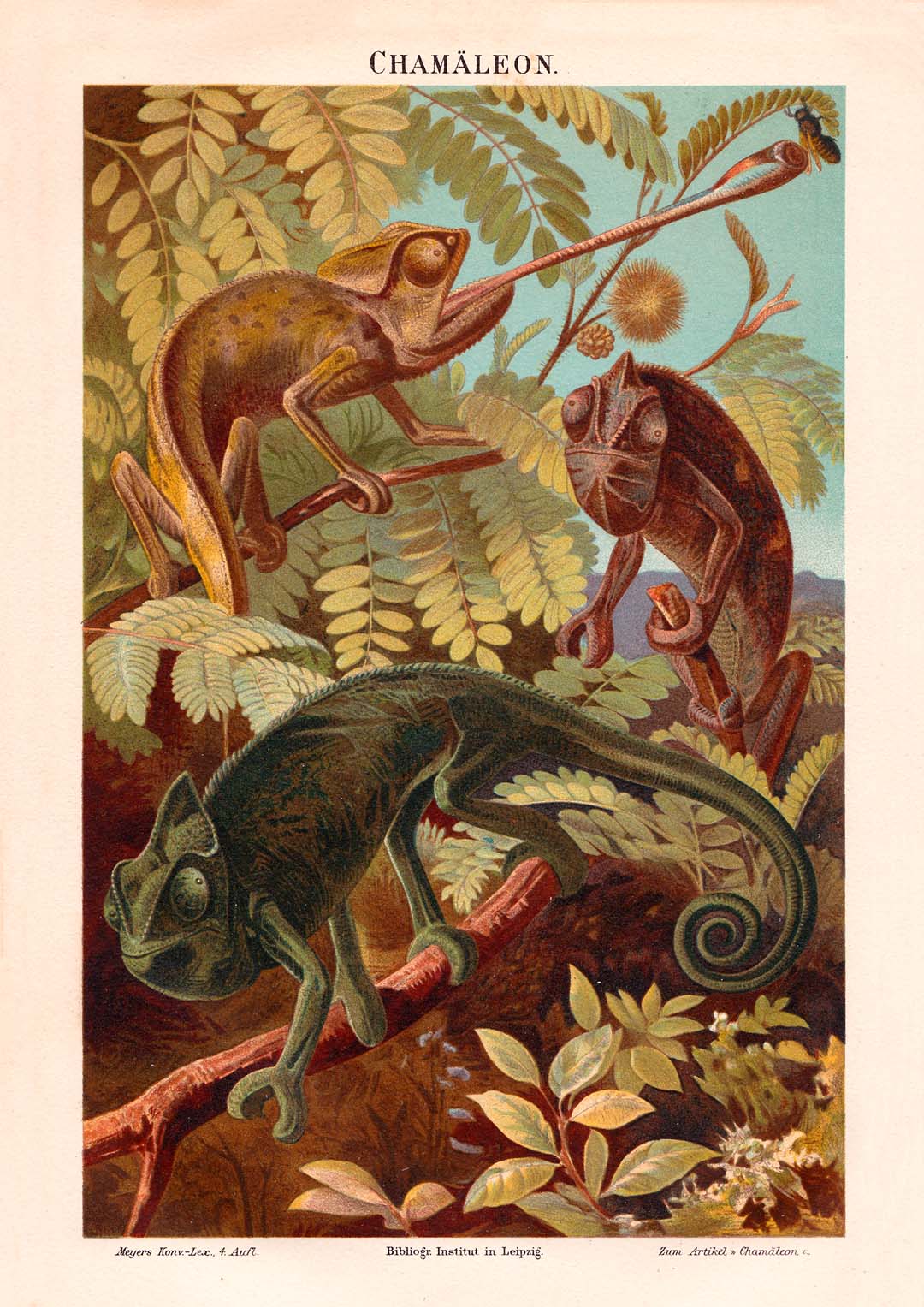 Chamäleons