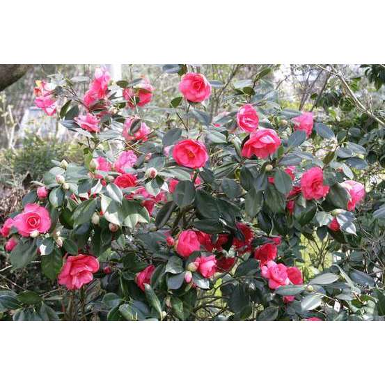 Camellia japonica : H 60/70 cm, XL, ctr 7 Litres