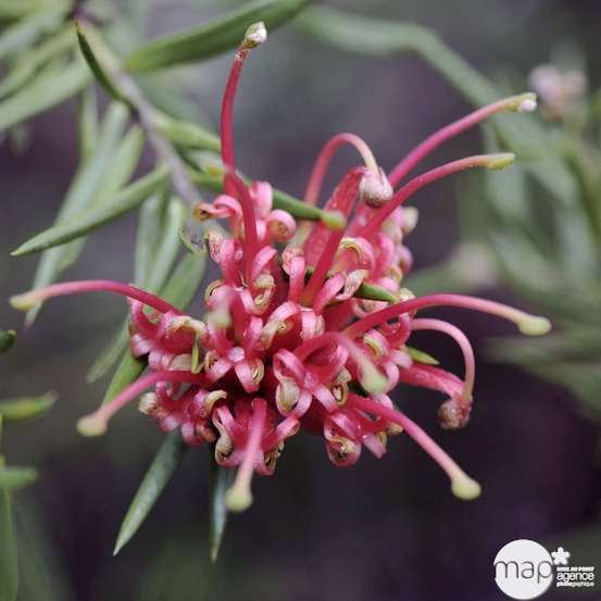 Grevillea juniperina : conteneur 3 litres