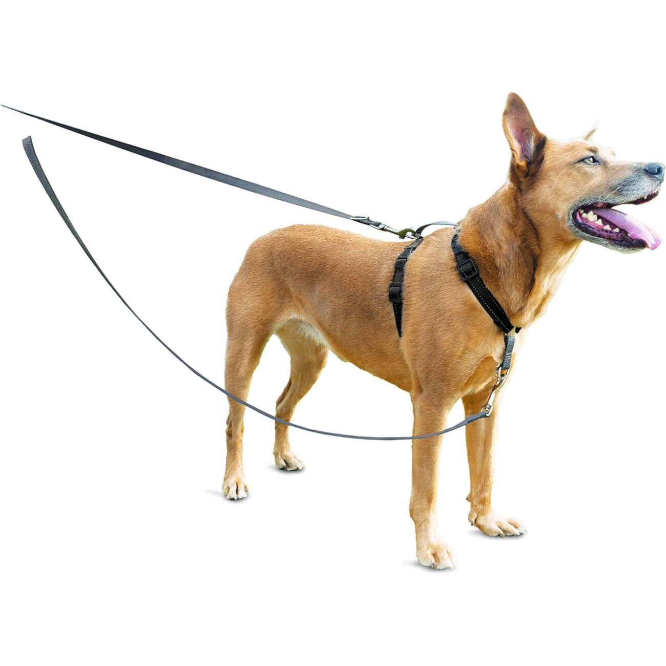 PetSafe Anti-Zieh Hundeleine