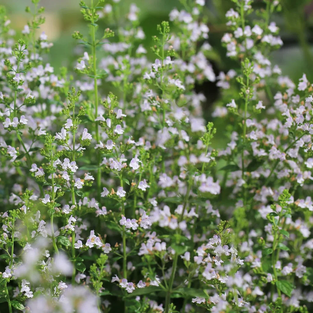 Calamintha nepeta ssp. Nepeta Kalamint Ø11 cm