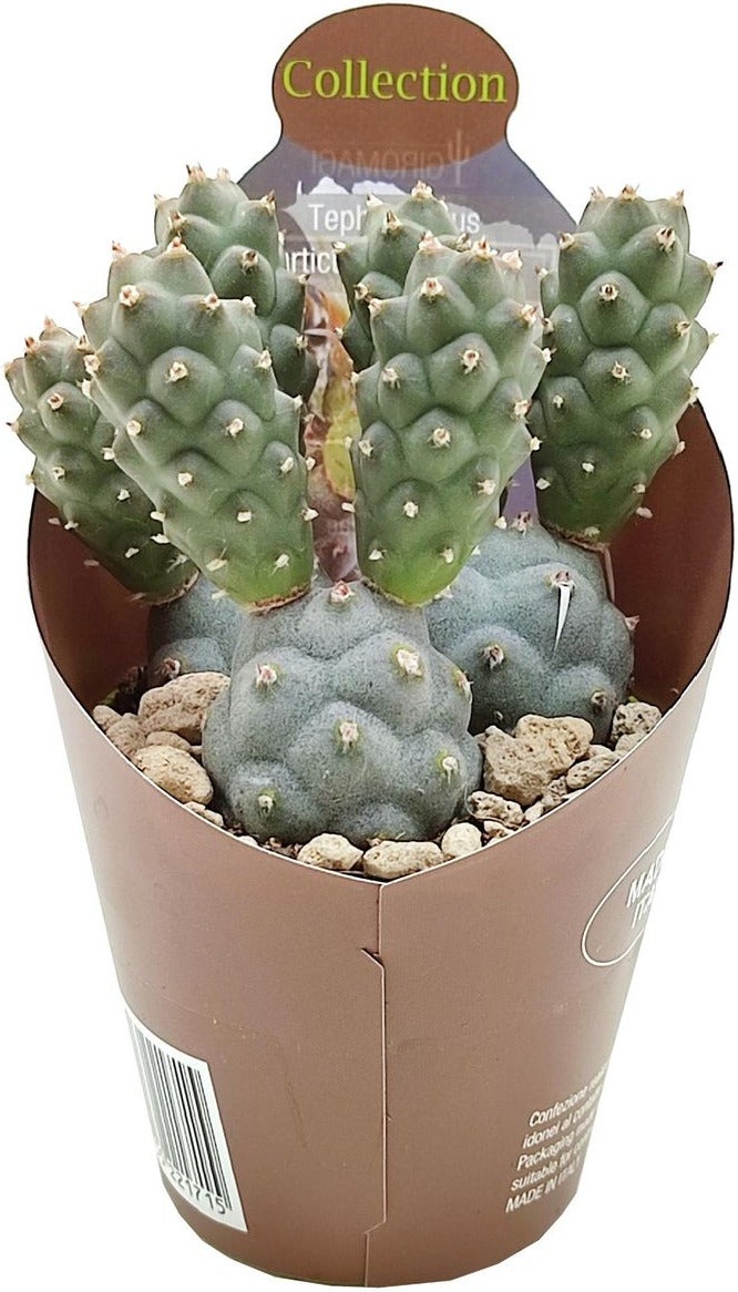 Argentijnse Cactus (Tephrocactus inermis) D 6,5 H 8 cm