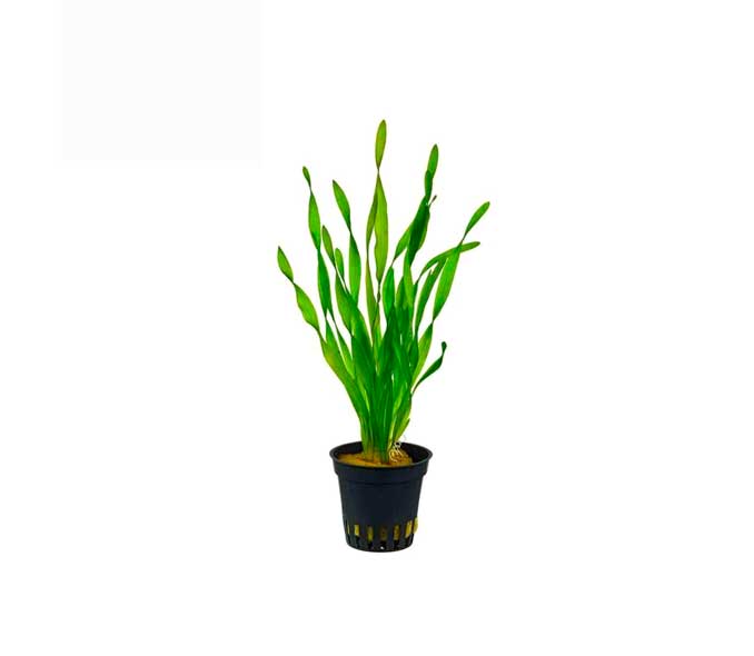 Vallisneria Asiatica