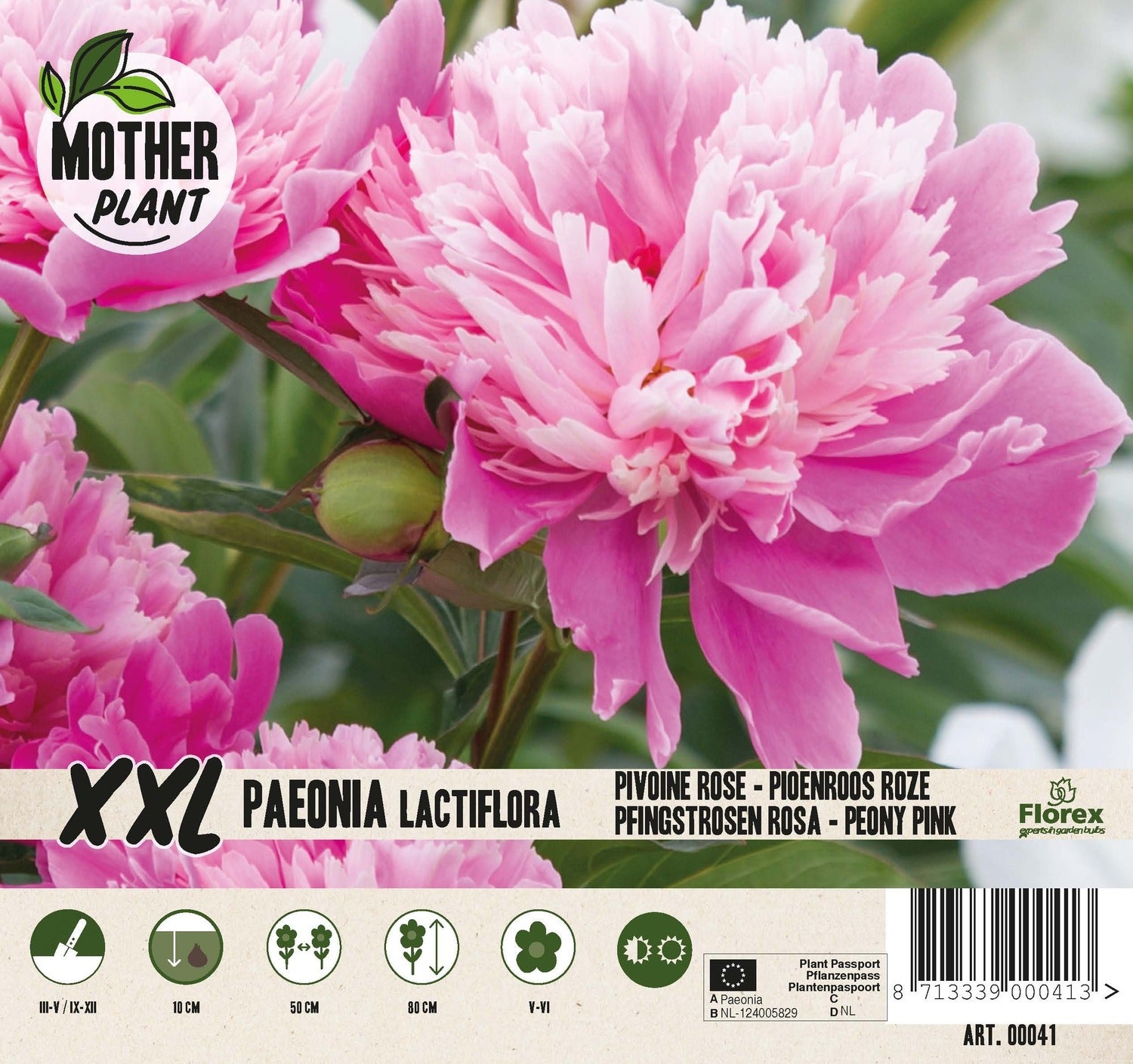 Florex Moederplant Pioenroos (Paeonia) roze