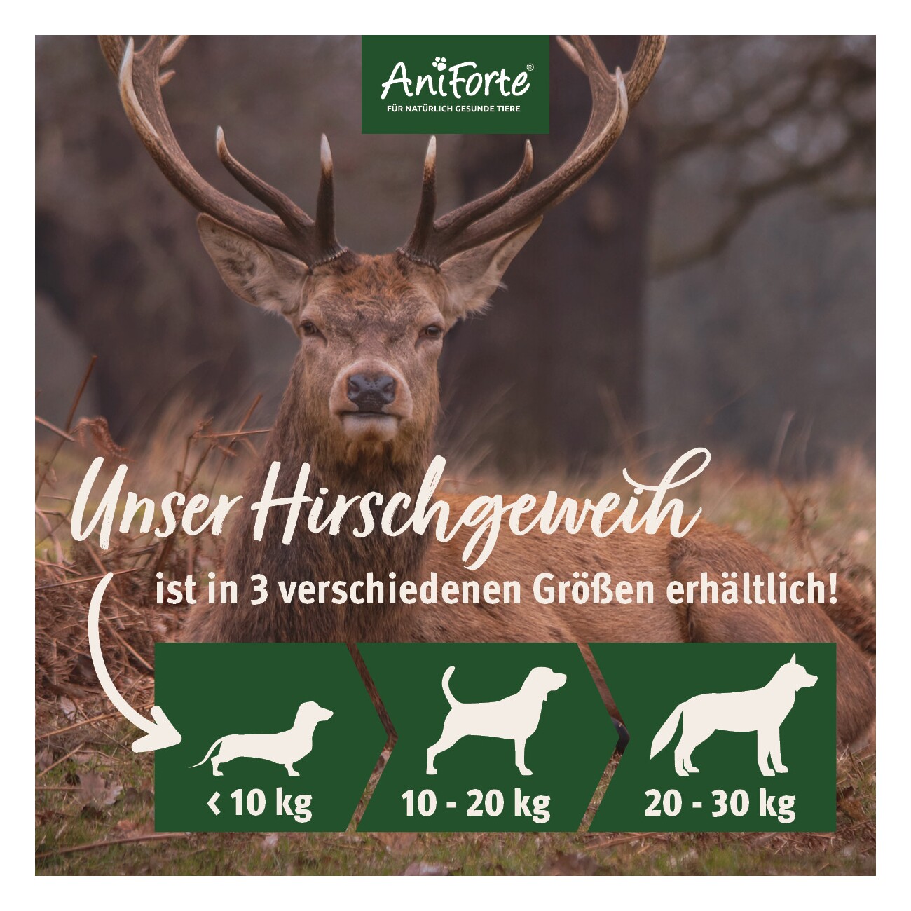 AniForte Hochland Hirschgeweih Small