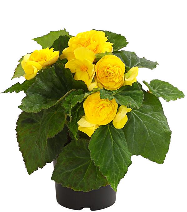 Knollenbegonie, verschiedene Farben