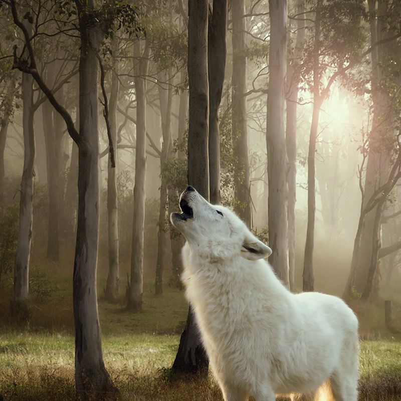 Little Wolf of Wilderness 6 x 400 g pour chiot