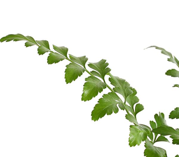 Streifenfarn - Asplenium dimorphum 'Parvati'