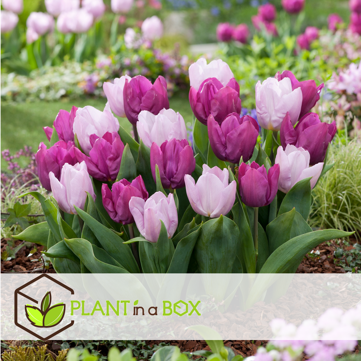 Tulipa prince mix - bulbes à fleurs x20 -tulipe - pourpre