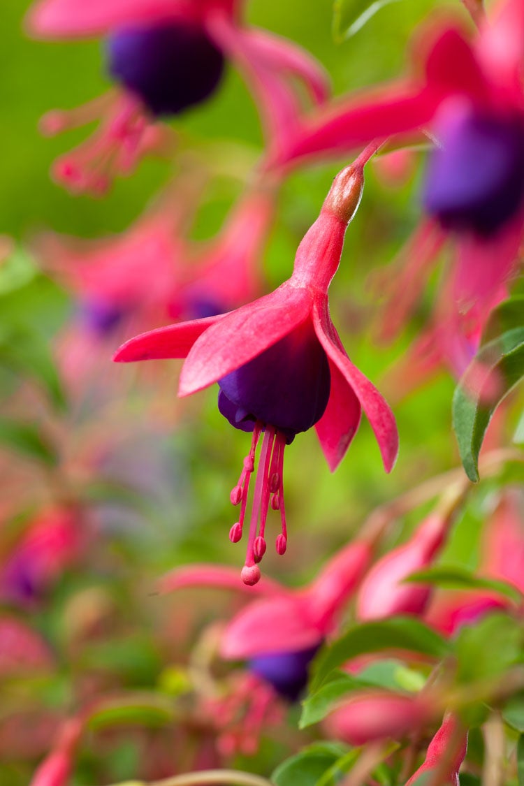 Bellenplant (Fuchsia 'Tom Thumb') D 9 H 15 cm